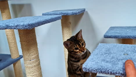 a playful cat prepares to climb as its owner points to the next platform on the cat tree - slow motion
