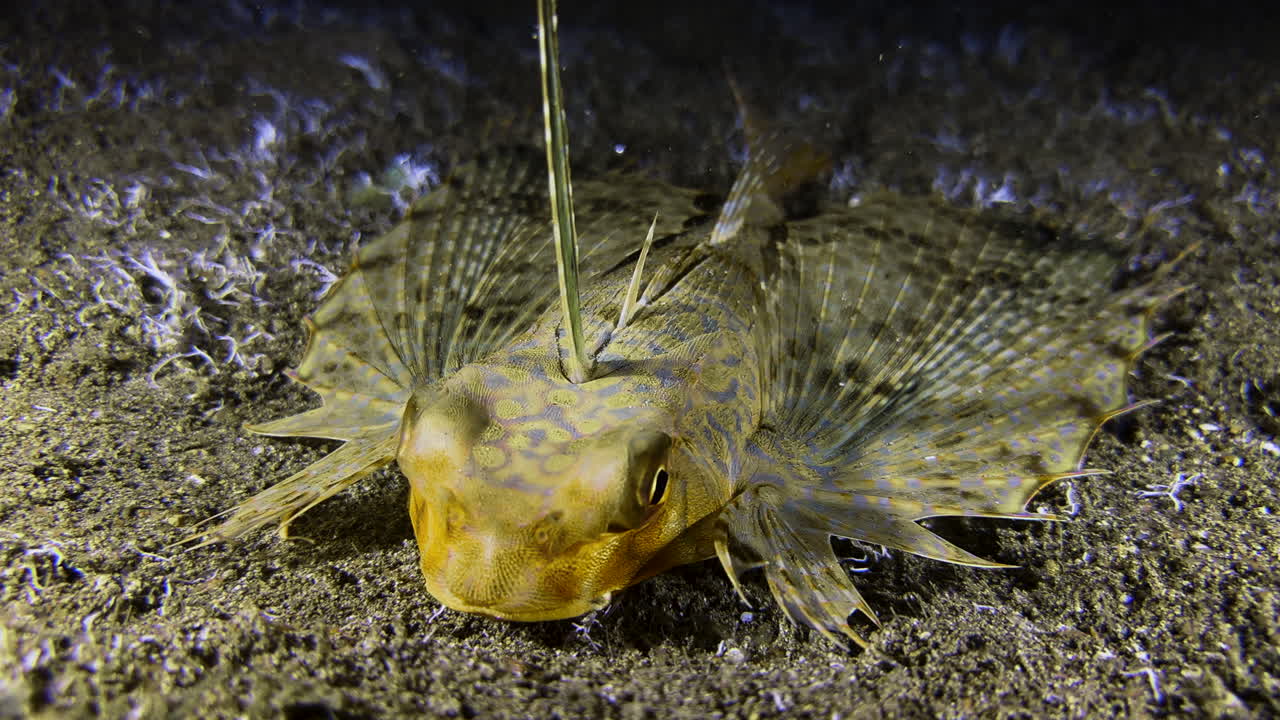 Front view of a Flying gurnard lying on the seabed at night. The fish has its wing-like fins folded. It is stirring up sand with its mouth, apparently searching for prey