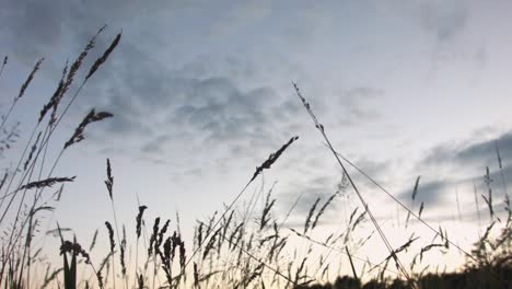 wheat field close up tracking in sunset