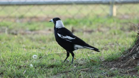 magpie moves and interacts around a grassy area