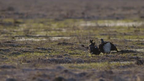 pelea de lek de cría de urogallo negro temprano en la mañana