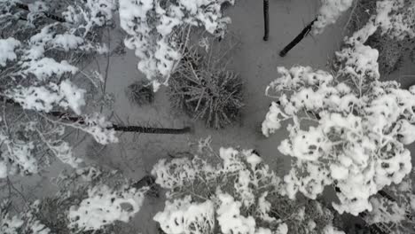 Antenne:-Top-Shot-Des-Fliegens-über-Gefrorenen-Wald-In-Der-Natur-In-Der-Wilden-Natur-Des-Winters