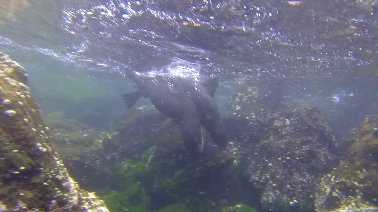 물개 두 마리가 물속에서 놀고 수영합니다