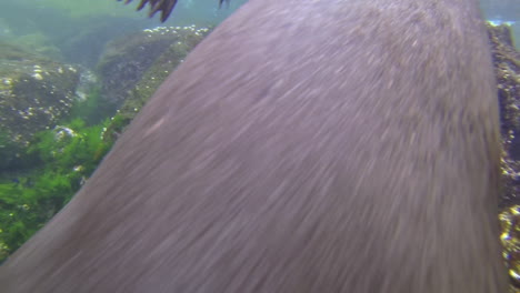 Two-fur-seals-play-and-swim-underwater