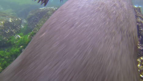 dos lobos marinos juegan y nadan bajo el agua