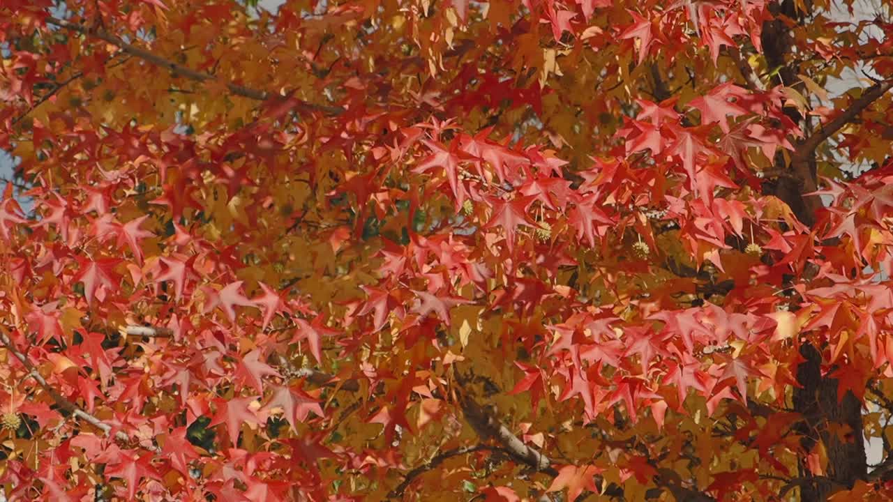 Vibrant Autumn Leaves on a Tree
