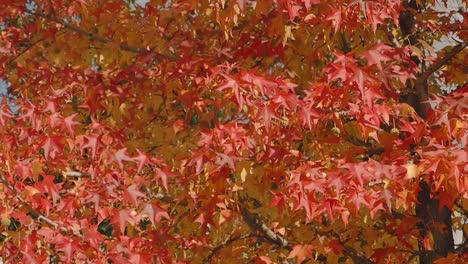 vibrant autumn leaves on a tree