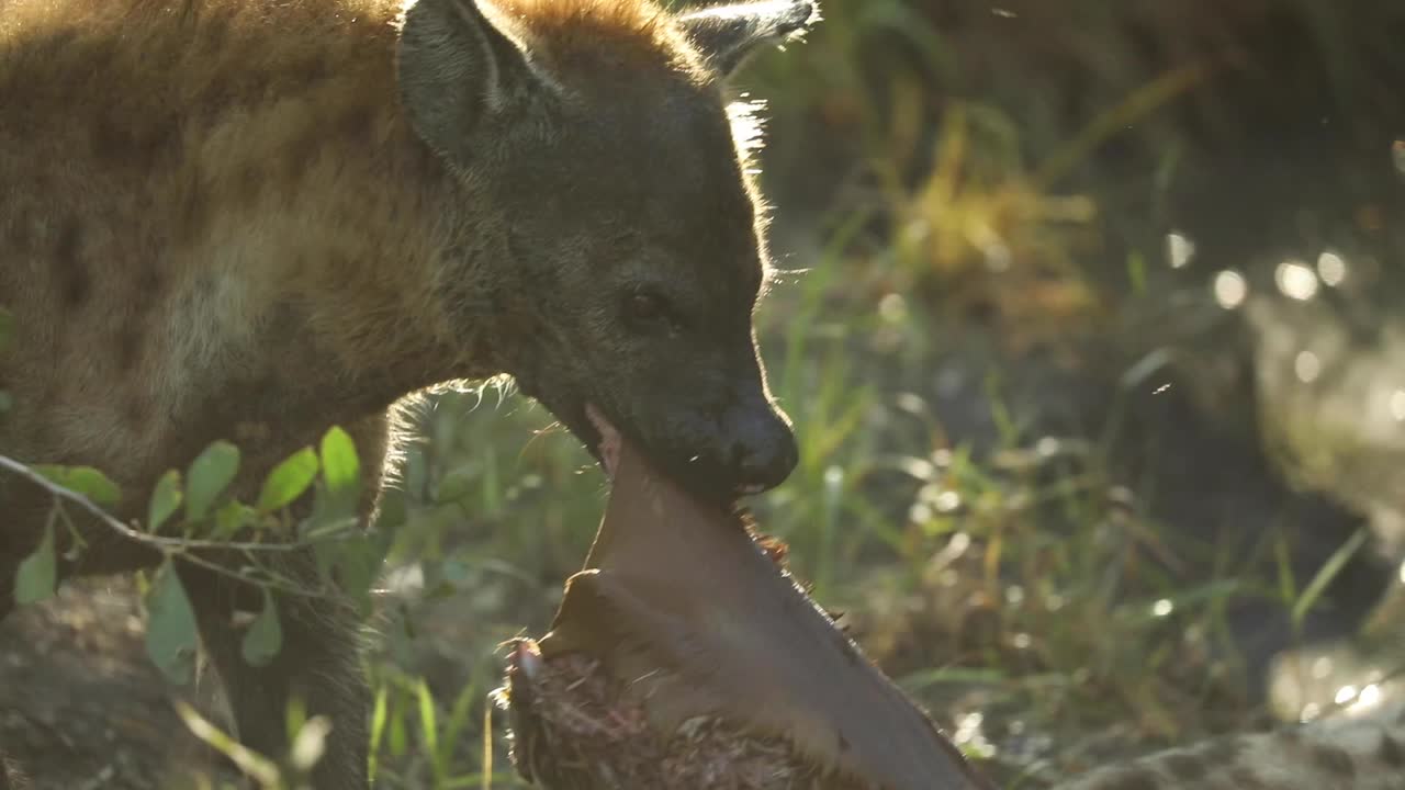 primer plano medio de una hiena manchada arrastrando un cadáver, mayor kruger
