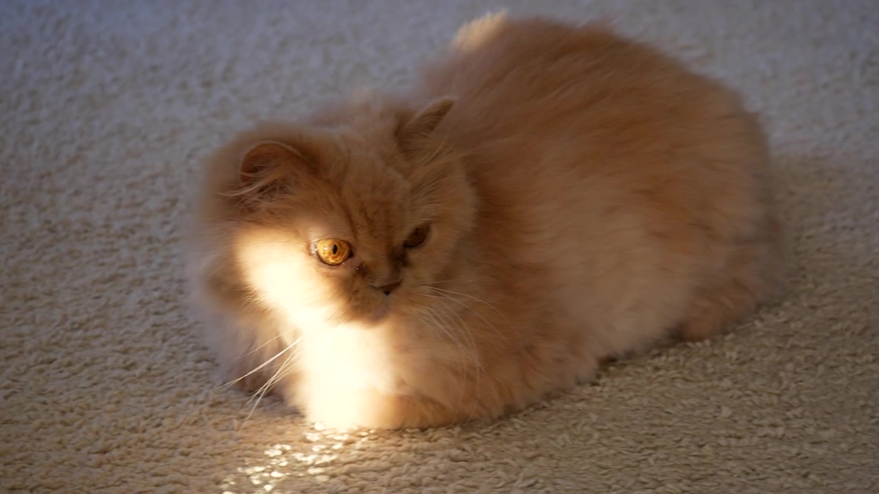 Gato persa ruivo fofo relaxando em um raio de sol sobre um tapete branco