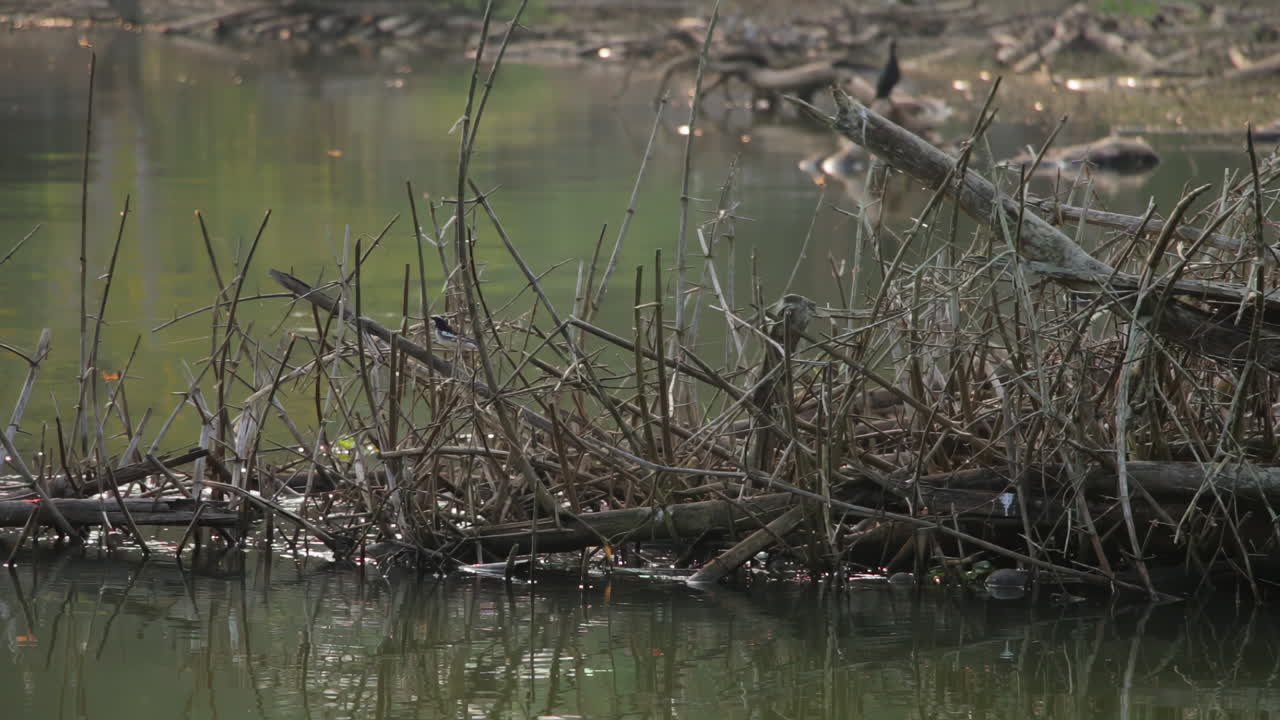 Solitary Oriental Magpie-Robin perches on a riverside branch, calm waters reflect nature
