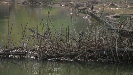 Solitary Oriental Magpie-Robin perches on a riverside branch, calm waters reflect nature