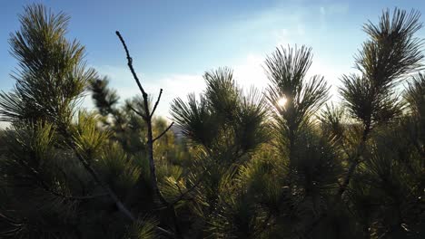 sunlight filters through the green pine branches, casting shadows on the forest floor