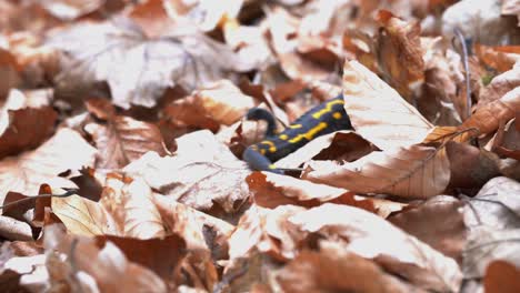 cute european fire salamander crawling through fallen dry leaves in the forest