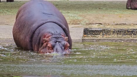 Seoul-Grand-Park-Zoo---Nilpferde-Oder-Nilpferde-Betreten-Den-Wasserteich