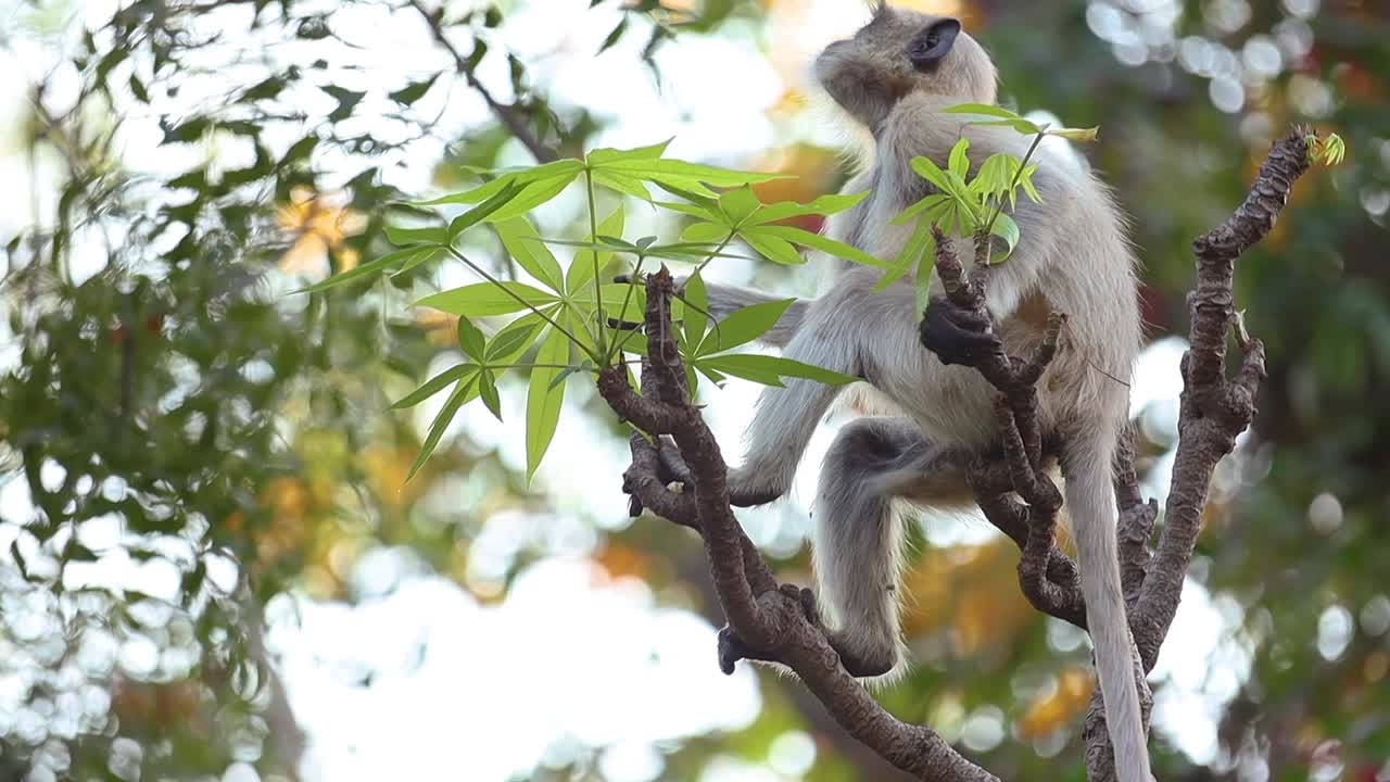 el langur gris (semnopithecus), también llamado hanuman langur es un género de monos del viejo mundo nativos del subcontinente indio. parque nacional de ranthambore sawai madhopur rajasthan india