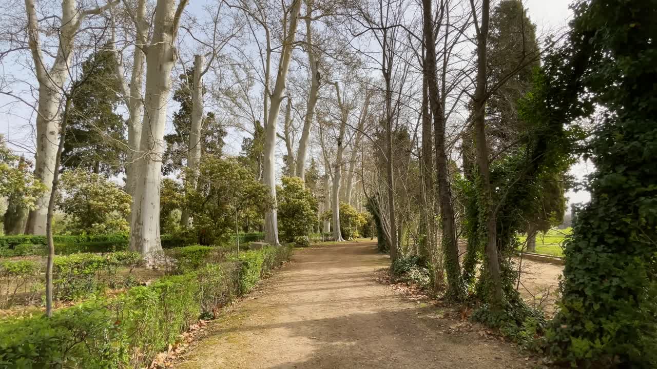 filming in the Jardín del Príncipe de Aranjuez where we see a dirt path parallel to another fenced by hedges and some majestic large Platanus hispanicas putting out the first green shoots