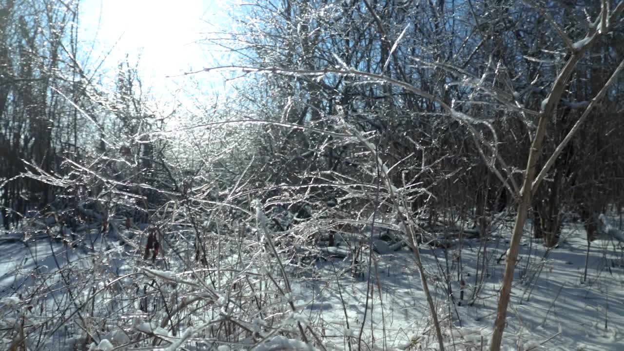 매우 은 겨울 오후에 완전히 얼어붙은 식물의 땅 근처 촬영