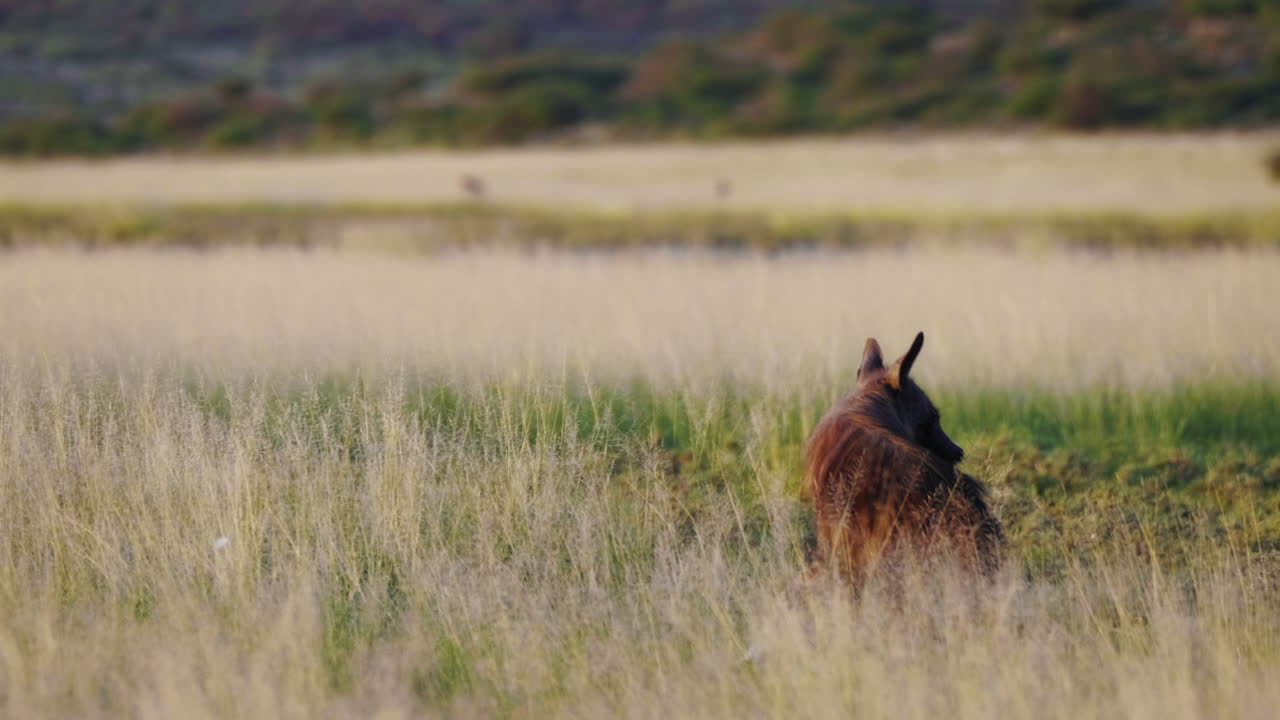 una rara hiena marrón sentada en un prado abierto, comienza a alimentarse de cadáveres