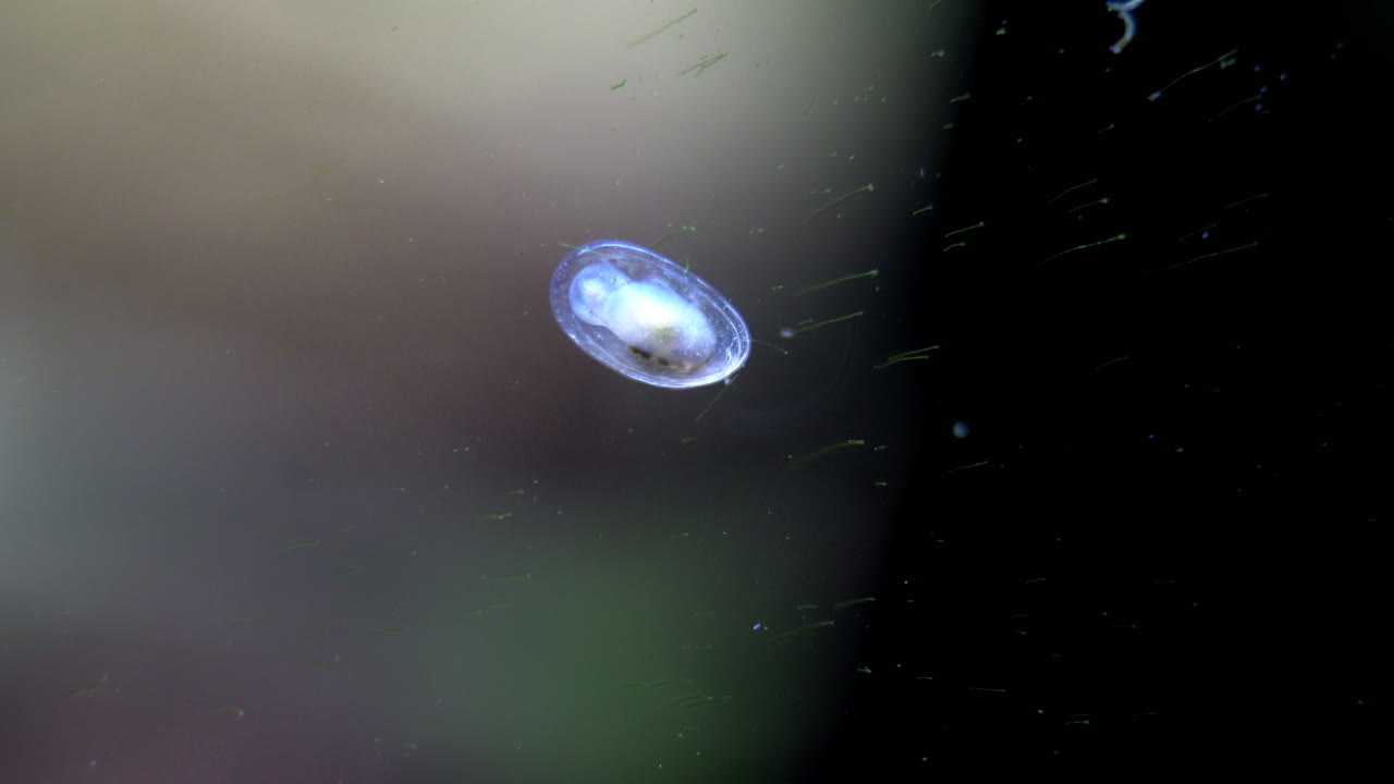 조류 필라멘트에 투명한 껍질이 있는 작은 어린 수생 달팽이