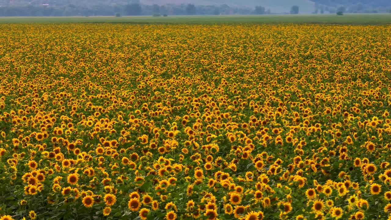 Vasto campo di girasoli