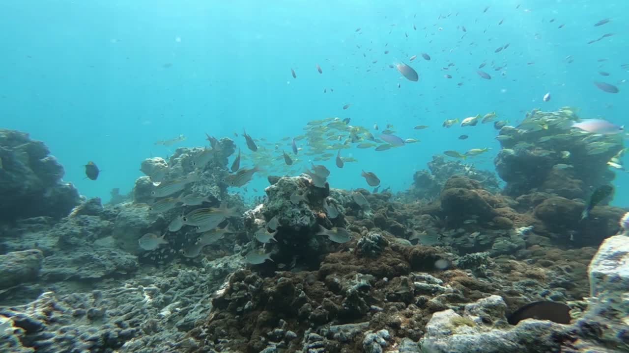 물  에 있는 물고기 무리