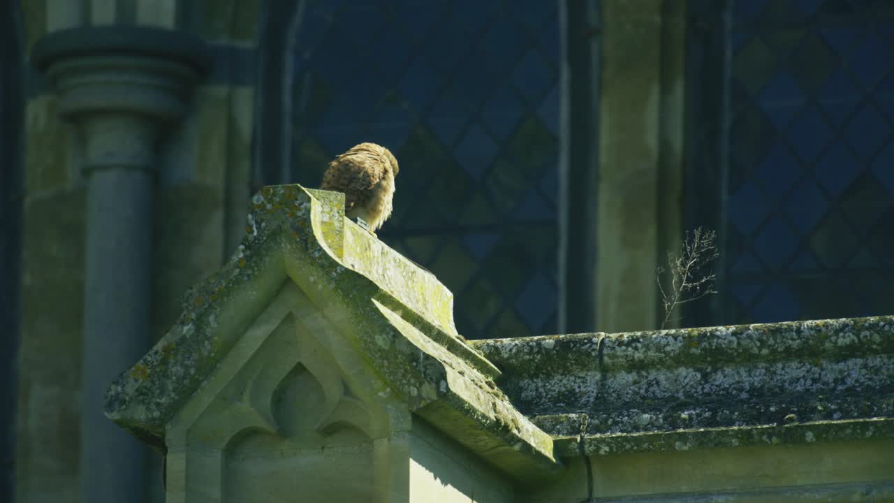 Gheppio comune selvatico che riposa sull'architettura storica di una cattedrale a Salisbury, Wiltshire, Inghilterra, alla luce naturale del giorno.