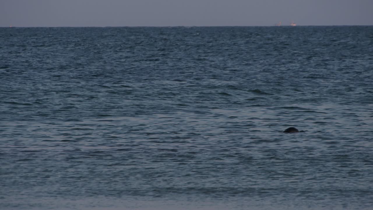 야생 바다표범이 잔잔한 푸른 바다 물에 튀어나오고, 거리 슬로우 모션 보기