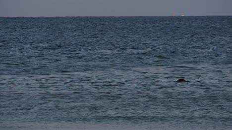 Wildes-Siegel-Taucht-Auf-Ruhigem-Blauem-Meerwasser-Auf,-Fernsicht-In-Zeitlupe