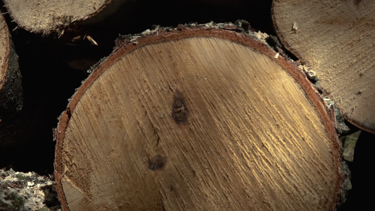 넘어진 나무 줄기의 클로즈업 정면, 천천히 짚 탑, 숲 속의 넘어진 나무 더미