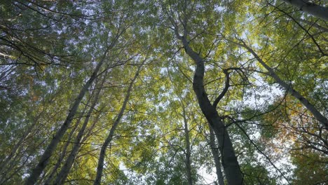 autumn forest colorful tree leaves branches in sunny forest low angle sunbeams