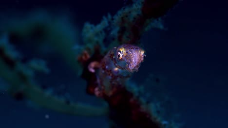 pygmy squid lembeh indonesia 4k 25fps