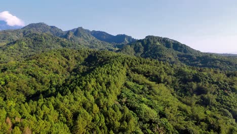 Vista-Aérea-De-Pinos-De-Bosque-En-Las-Colinas-Con-Cielo-Azul---Video-De-Drones-De-4k