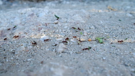 Rote-Feuerameisenkolonie,-Die-Bits-Und-Stücke-Auf-Dem-Weißen-Sandkiesboden-Der-Wüste-Von-Arizona-Trägt