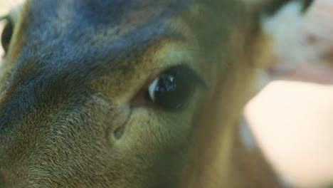 4K-Cinematic-slow-motion-wildlife-nature-footage-of-a-spotted-deer's-eye-from-up-close-in-the-middle-of-the-jungle-in-the-mountains-of-Phuket,-Thailand-on-a-sunny-day