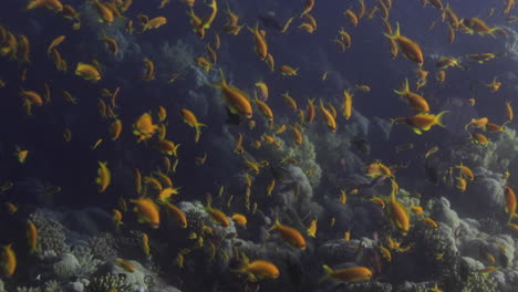 Gruppe-Von-Anthias-Fischen-Schule-Zwischen-Den-Korallen-Im-Roten-Meer-Von-Ägypten