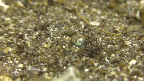 orange bobtail squid digging in using arms to cover itself with sand, close-up shot from behind