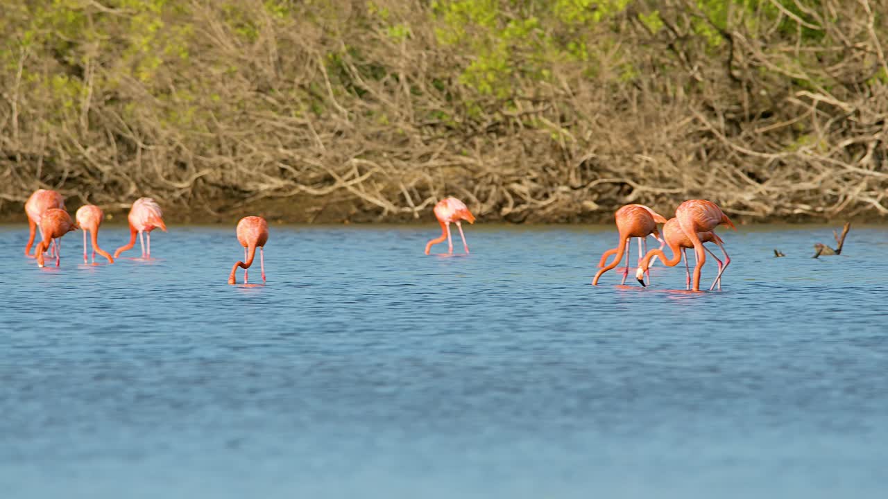 pan a través de bandadas de flamencos que se alimentan frente a las densas ramas de manglar en cámara lenta
