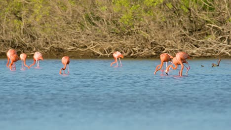 Recorre-Una-Bandada-De-Flamencos-Alimentándose-Frente-A-Densas-Ramas-De-Manglares-En-Cámara-Lenta