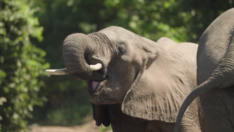 Close-up-of-a-young-elephant-drinking-water-from-the-Zambezi-river-in-Africa