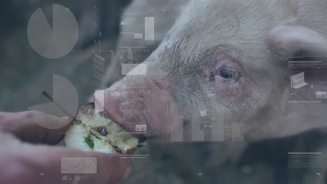 animation of financial data processing over pigs