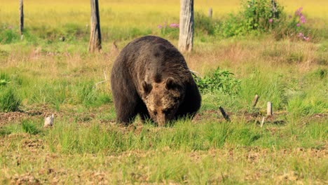 brown bear (ursus arctos) in wild nature is a bear that is found across much of northern eurasia and north america. in north america, the populations of brown bears are often called grizzly bears.