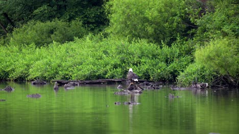 A-bald-eagle-sitting-on-a-rock-in-a-lake-with-the-green-forest-in-the-background