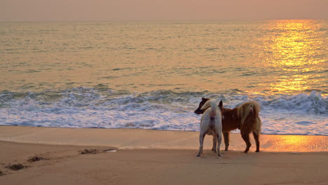 cute dogs playing on sea beach at sunrise or sunset time