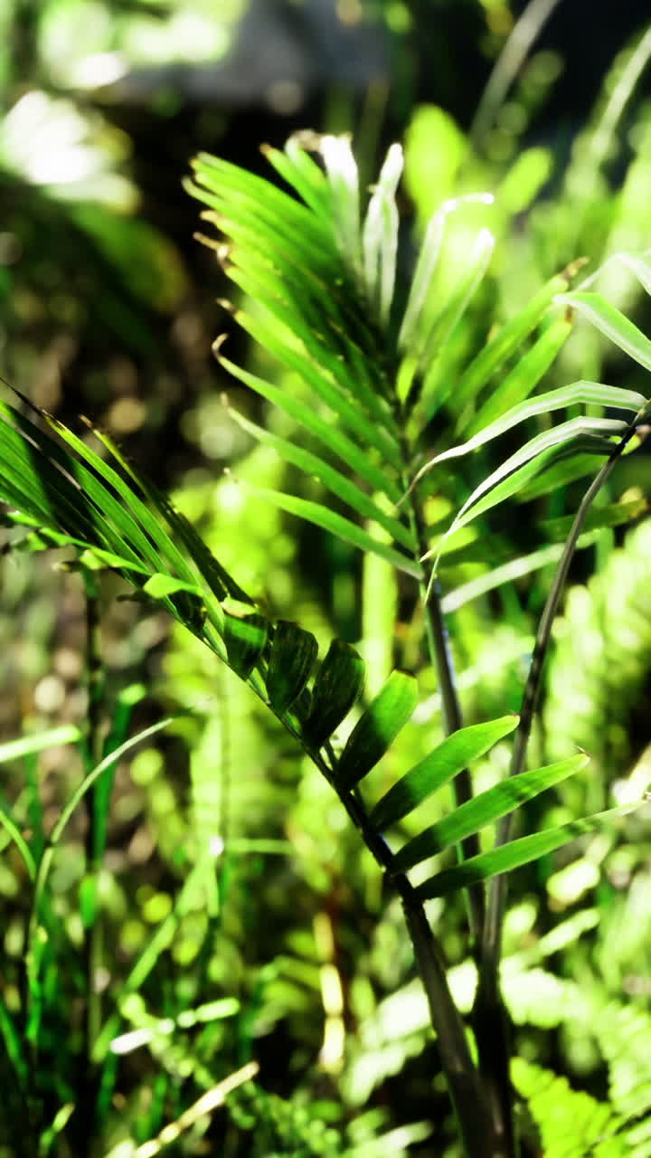 Lush greenery thrives under bright sunlight in a vibrant natural setting