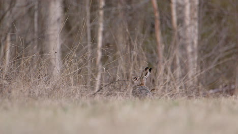 Una-Liebre-Marrón-Europea-Olfateando-El-Aire-En-Un-Bosque-En-Suecia,-Plano-General