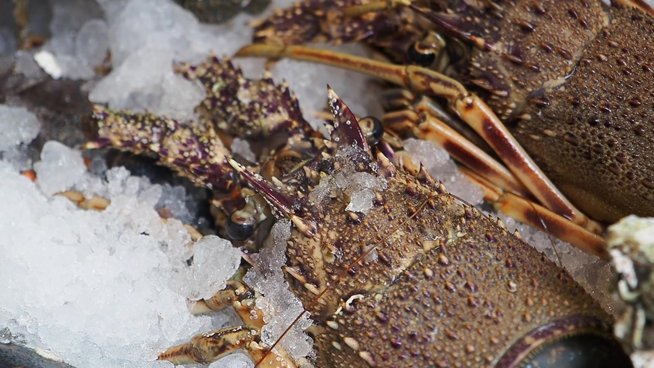 Close-up de lagostas frescas espinhosas no gelo em um mercado.