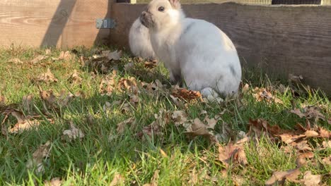 white rabbit in open bunny big cage