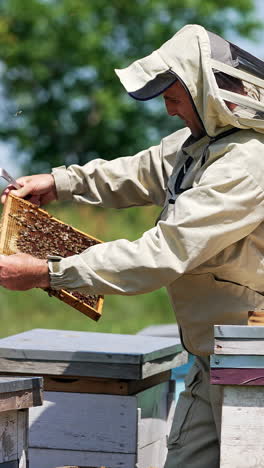 Beekeeper inspecting beehive frame