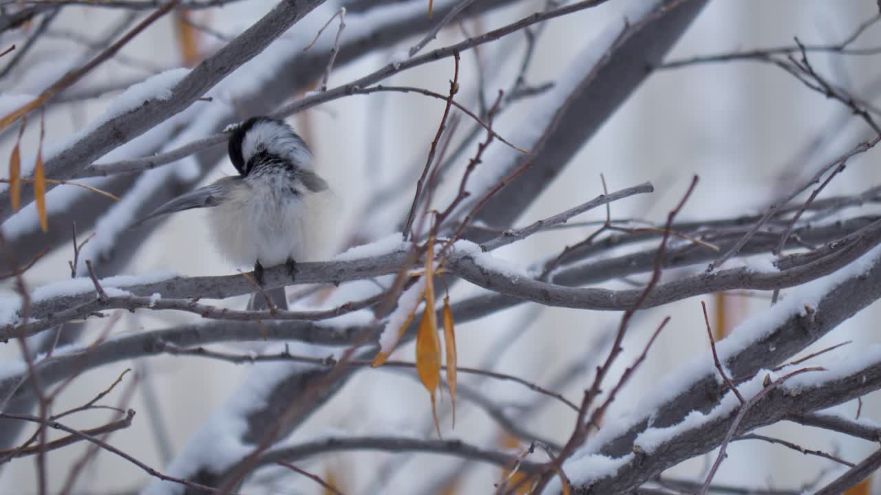 가벼운 눈이 내리는 동안 나무에 앉은 검은 머리 총칭