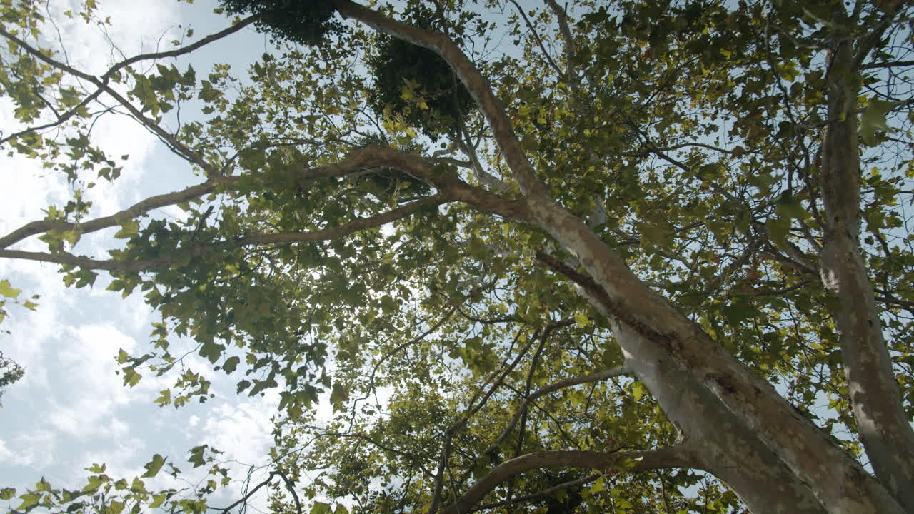 View of trees against the sky